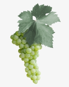 Malvasia Bianca Grape Leaves, HD Png Download, Free Download