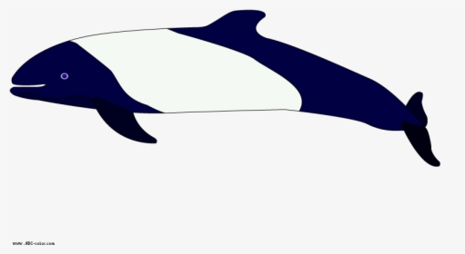 Transparent Dolphin Clipart Png - Commerson's Dolphin Clip Art, Png Download, Free Download
