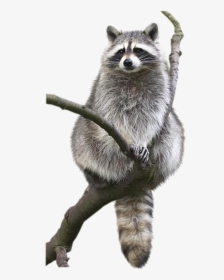Raccoon Animal Drawing Bat Bird - Transparent Raccoon Png, Png Download, Free Download