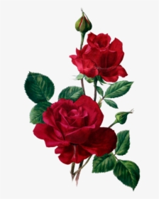 Transparent Rosas Rojas Png - Rose Clipart Red Png, Png Download, Free Download