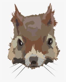 Squirrel, Head, Face, Animal, Mammal, Brown, Wildlife - Squirrel Face Png, Transparent Png, Free Download