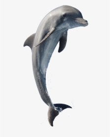 V - 6 - 1 209 - 8 Kbytes - Dolphin - Hd Type - Dolphins - Dolphin Jumping Transparent Background, HD Png Download, Free Download
