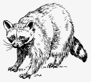Transparent Raccoon Png - Raccoon Clip Art Black And White, Png Download, Free Download