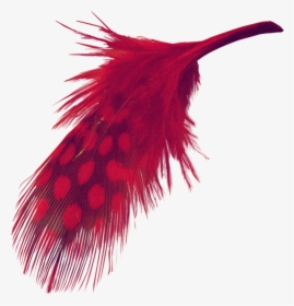 #mq #red #feather #feathers - Transparent Background Red Feather Png, Png Download, Free Download