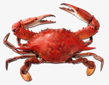 Crab Png Picture - Crab Png, Transparent Png, Free Download