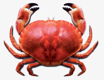 Download Crab Png Photo For Designing Projects - Red Crab Png, Transparent Png, Free Download