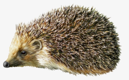 Hedgehog Png Clipart - Porcupine Png, Transparent Png, Free Download
