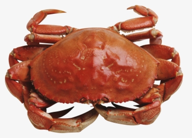 Red Crab Standing Png Image - Red Crab Png, Transparent Png, Free Download