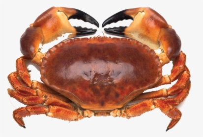 Crab Png Free Image Download - Download Crab, Transparent Png, Free Download