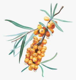 Buckthorn Clipart, HD Png Download, Free Download