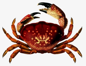 Fiddler Crab Png - Homalaspis Plana, Transparent Png, Free Download