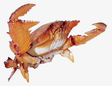 Transparent Crab Png - Crabs, Png Download, Free Download
