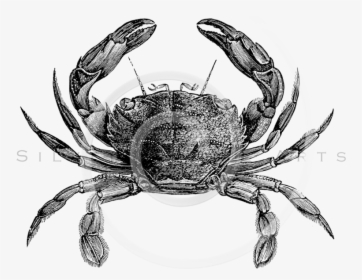 Clip Art Crab Illustration - Animal With External Skeleton, HD Png Download, Free Download