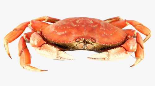 Crab Png Background - Kut De Krab, Transparent Png, Free Download