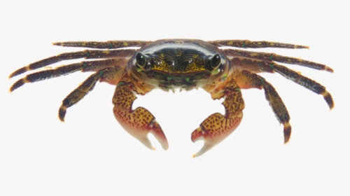 Striped Shore Crab Png, Transparent Png, Free Download