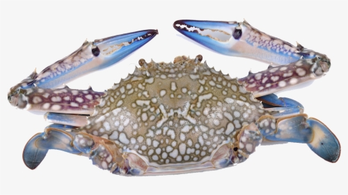 Flower Crab , Png Download - Perbedaan Rajungan Dan Kepiting, Transparent Png, Free Download