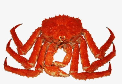 Crab Png Transparent Images - King Crab Png, Png Download, Free Download