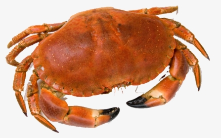 Crab Png Free Download - Whole Crab, Transparent Png, Free Download