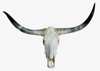 Download Texas Longhorns & Skull - Long Horns Png, Transparent Png, Free Download
