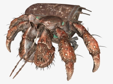 Fallout 4 Hermit Crab , Png Download - Fallout 4 Albino Hermit Crab, Transparent Png, Free Download