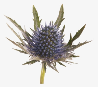 Blue Thistle Flowers Png Image File - Blue Thistle, Transparent Png, Free Download