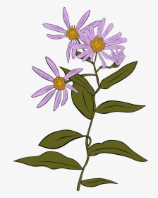 Sea-aster - Plants Assessment Year 3, HD Png Download, Free Download