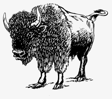 Mascot Vector Bison - Black And White Buffalo, HD Png Download, Free Download