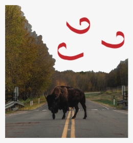 Bison, HD Png Download, Free Download