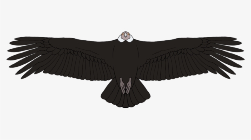 Condor1, HD Png Download, Free Download