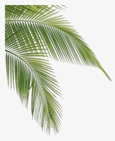 #freetoedit #ftestickers #frame #border #palms #summer - Transparent Palm Tree Leaves, HD Png Download, Free Download