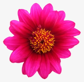 Transparent Imagenes De Flores Png - Transparent Background Real Flower Png, Png Download, Free Download