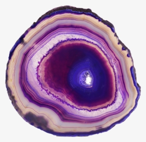 Shell, HD Png Download, Free Download