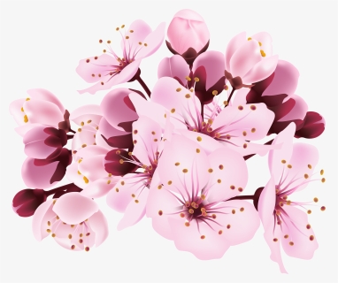 Flor Bonita Rosa 13 - Transparent Background Cherry Blossom Clip Art, HD Png Download, Free Download