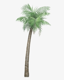 Palm Tree Jungle Wall Decal Sticker - Palm Tree, HD Png Download, Free Download