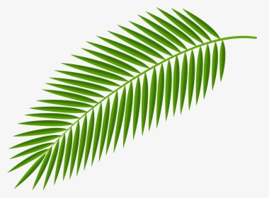 Palm Branch Clip Art Palm Trees Palm-leaf Manuscript - Palm Tree Leaf Png, Transparent Png, Free Download