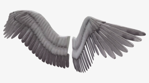 Angel Wings Png Image Background - Transparent Background Bird Wings Png, Png Download, Free Download