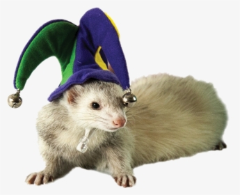 Ferret In A Jester Hat, HD Png Download, Free Download