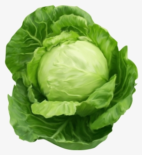 Cabbage Png, Transparent Png, Free Download