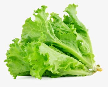 Transparent Lettuce Leaf Clipart - Transparent Salad Leaf Png, Png Download, Free Download