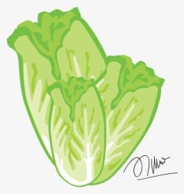 Romaine Image Transparent Stock Huge Freebie - Sawi Vector, HD Png Download, Free Download