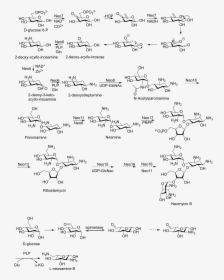 Neomycin B - Neomycin Sulfate Synthesis, HD Png Download, Free Download