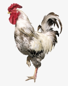 Cock Png - Cock Transparent, Png Download, Free Download