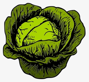 Plant,leaf,tree - Clipart Of Cabbage, HD Png Download, Free Download