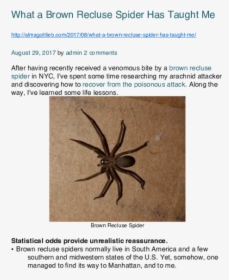 Wolf Spider, HD Png Download, Free Download