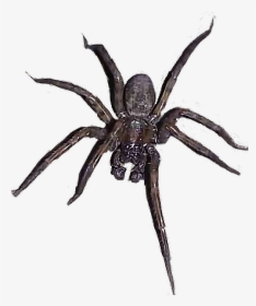 Transparent Wolf Spider Png - Wolf Spider, Png Download, Free Download