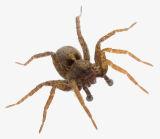 Wolf Spider House Spider , Png Download - Wolf Spider Pictures Of Brown Recluse Spiders, Transparent Png, Free Download