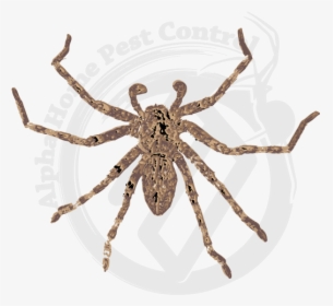 Wolf Spider Pnw Spiders, HD Png Download, Free Download