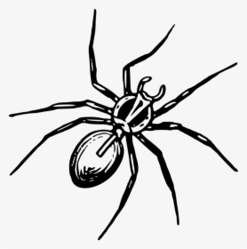 Tangleweb Spider,araneus,arthropod - Spinne Clipart, HD Png Download, Free Download
