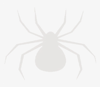 Transparent Wolf Spider Png - Insect, Png Download, Free Download