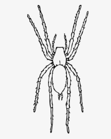 Brown Spider Black White Line Art 555px - Black And White Spider Clip Art, HD Png Download, Free Download